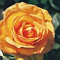 Unnamed Rose